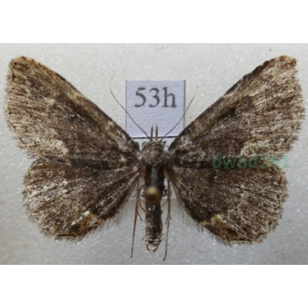 Parascotia fuliginaria (Linnaeus, 1761) female Hubiarka sadzówka Czech53h